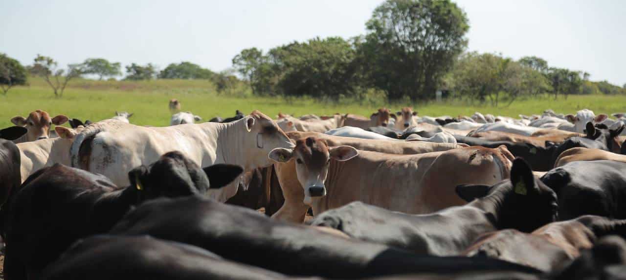 POLÍTICAS PÚBLICAS Deputados aprovam medidas de estímulo à atividade agropecuária no interior de Roraima
